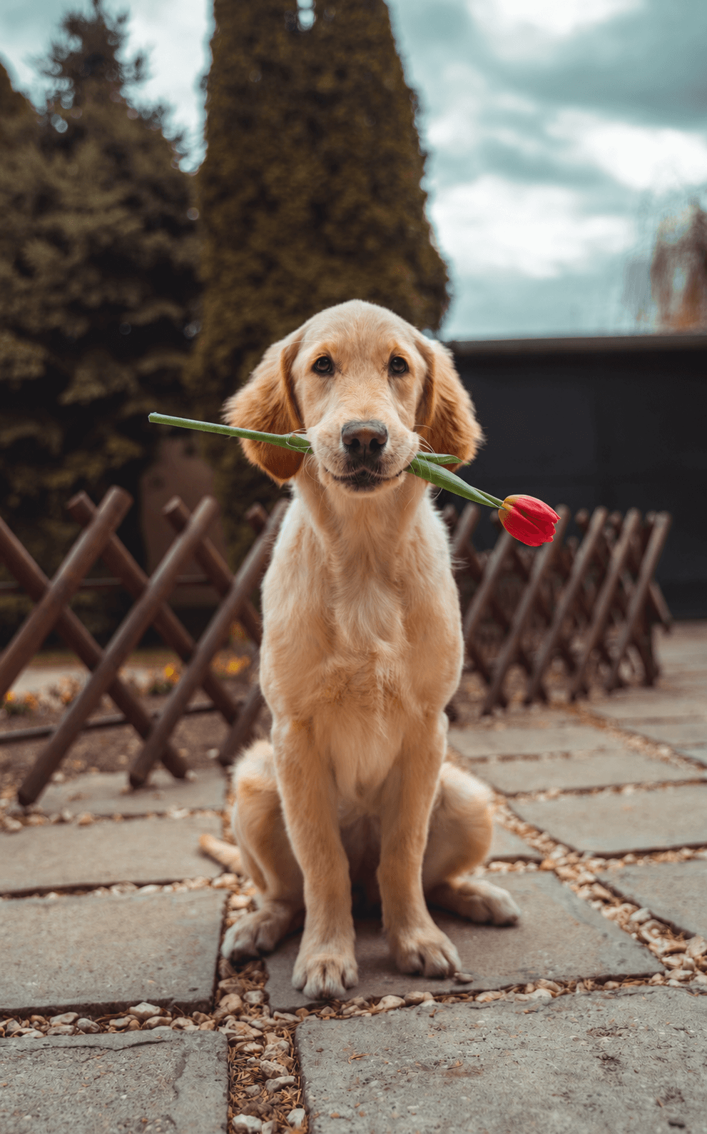 Cane Golden Retriever — fedele compagno di vita